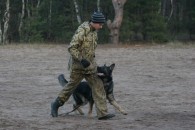 Дрессировка собак в Воронеже
