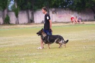 Дрессировка собак в Воронеже