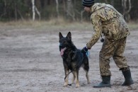 Дрессировка собак в Воронеже