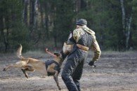 Дрессировка собак в Воронеже