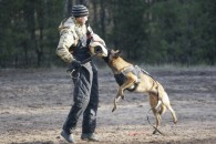 Дрессировка собак в Воронеже